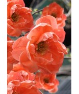 Chojuraku Orange Double Flowering Quince, Chaenomeles speciosa 2 gallon ... - £98.29 GBP