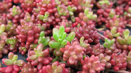 1.sedum CORAL CARPET 2&quot; pot  Live Potted Plantfor Home Garden - £20.36 GBP