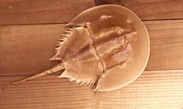 Mangrove horseshoe crab molt small 7" - $26.50