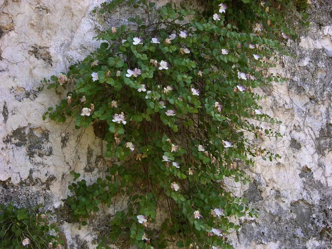 Caper Bush, Capparis spinosa, Seeds (Edible, Showy, Fragrant) - $13.62