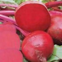 Beet Seeds Ruby Queen 100 Ct Vegetable Garden NON-GMO Usa Seller - £5.90 GBP