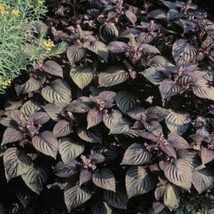 GIB Beefsteak Plant Perilla 50 Seeds - $9.00