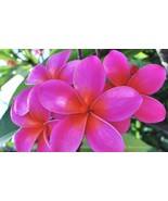  PINK HAWAIIAN PLUMERIA FRANJIPANI 8”-12&quot; CUTTING + Angel Trumpet - $324.11 MXN