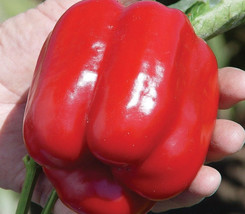 New Fresh 25 Seeds Red Bell Peppers Sweet Garden Fresh Vegetables Planting - $7.00