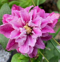 25 Pc Seeds Sea Breez Clematis Flower, Clematis Seeds for Planting | RK - £12.61 GBP