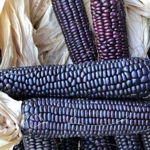 Advent Gulch Blue Corn Seeds Fresh Seeds USA - $15.72