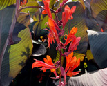 Canna Indica &#39;Russian Red&#39; 100 Pure Seeds Free Shipping - $5.99