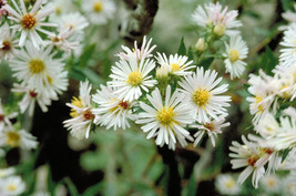 US Seller 100 White Heath Aster Prairie Ericoides Flower Seeds Fresh Seeds - $13.70