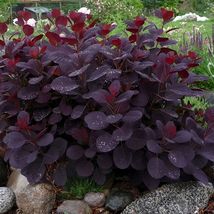 PURPLE SMOKE tree 4" pot image 6