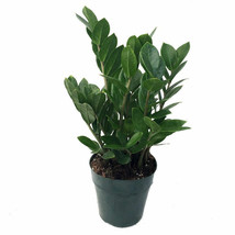 Live Plant Rare ZZ Zamioculcas Zamiifolia Easy to Grow Houseplant 4&quot; Pot - £47.44 GBP