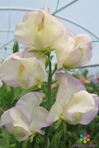 50+ High Scent Sweet Pea Seeds For Garden Planting  USA  ! - £4.19 GBP