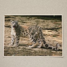 Postcard - Exotic Wildlife SNOW LEOPARD 1989 - $3.83