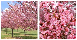 6-12&quot; Tall - 3&quot; Pot - Okame Flowering Cherry Tree - Live Plant - Prunus ... - $82.99