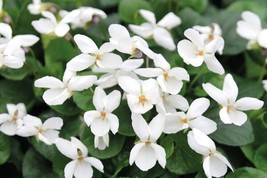 OKB 30 Viola &#39;Royal Wedding&#39; Flower Seeds - Sweetly Scented Bright White... - £10.08 GBP