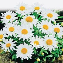 Alaskan Shasta Daisy Flower Seeds - $4.35