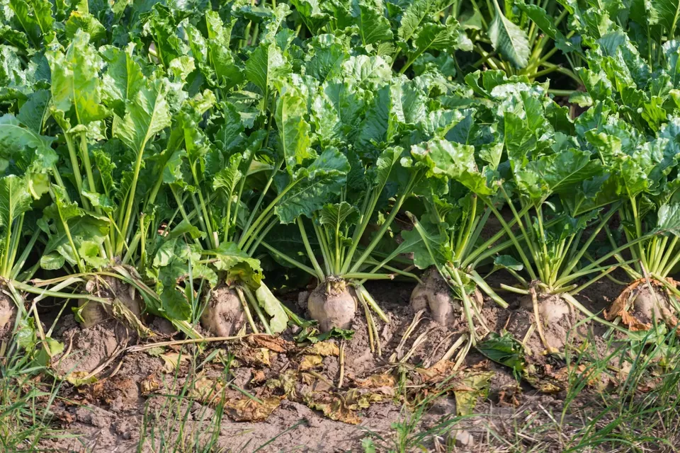 TISS 60 Sugar Beet Seeds, Non GMO Fodder Beet, Remolacha, Betterave Gard... - $8.63