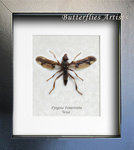 Giant Light Fly Ant Pyrgota Fenestrata N American Entomology Collectible... - $49.99