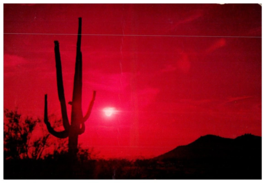 Sundown On The Desert And The Silhouette Of The Saguaro Cactus Cactus Postcard - £7.00 GBP