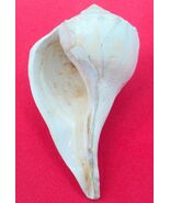 Rare Large Size Dakshinavarti Shankh / Right Handed Shell-
show original... - €420,34 EUR