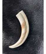 Warthog Tusk- 1 Genuine Polished Warthog Tusk - Average Size: 6 to 8 inches - $46.53