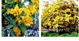 GOLDEN MIMOSA Tree 10 Seeds Acacia baileyana Yellow Wattle Flower Fast Growing - £15.68 GBP