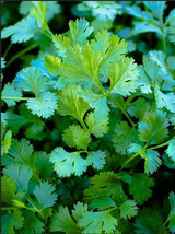 LKS Organic Slow Bolt Cilantro Seeds Non-Gmo Fresh Garden Seeds Home Garden - $204.41 MXN