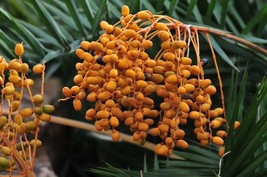MOUNTAIN DATE PALM - PHOENIX LOUREIROI 5+ Seeds - EDIBLE Gx 179 - $91.98 MXN