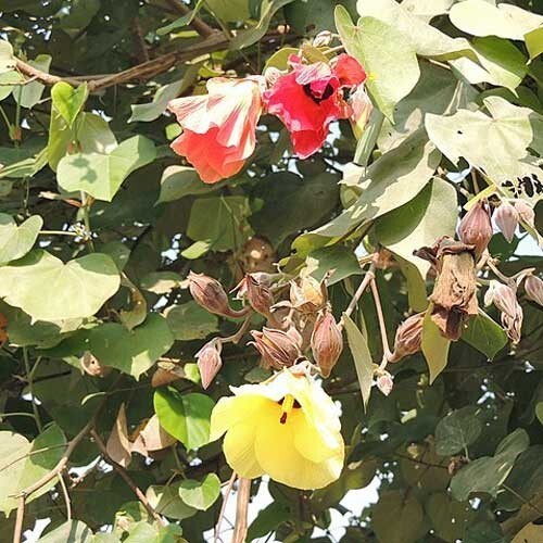 SMX Hibiscus Tiliaceus Beach Or Sea Hibiscus 10 Seeds Indoor Gardening - $19.78