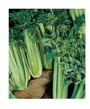 SEPTH Tall Utah 52-70 CELERY 300 -  Seeds Improved Heirloom crispy Cold Hardy! - $2.69