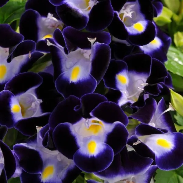 Torenia Seeds Kauai Deep Blue Seeds 50 Pelleted Seeds - £12.93 GBP