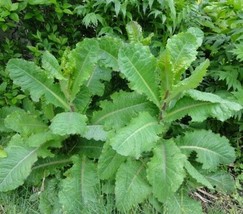 Lactuca virosa Seeds ~ 35+ Seeds ~ Opium Lettuce For Tea, Resin extract, Pain. - £6.88 GBP