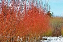8 Trees Flame Willow Vibrant Orange and Red Colored Bark - £44.29 GBP