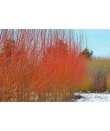 8 Trees Flame Willow Vibrant Orange and Red Colored Bark - £44.24 GBP