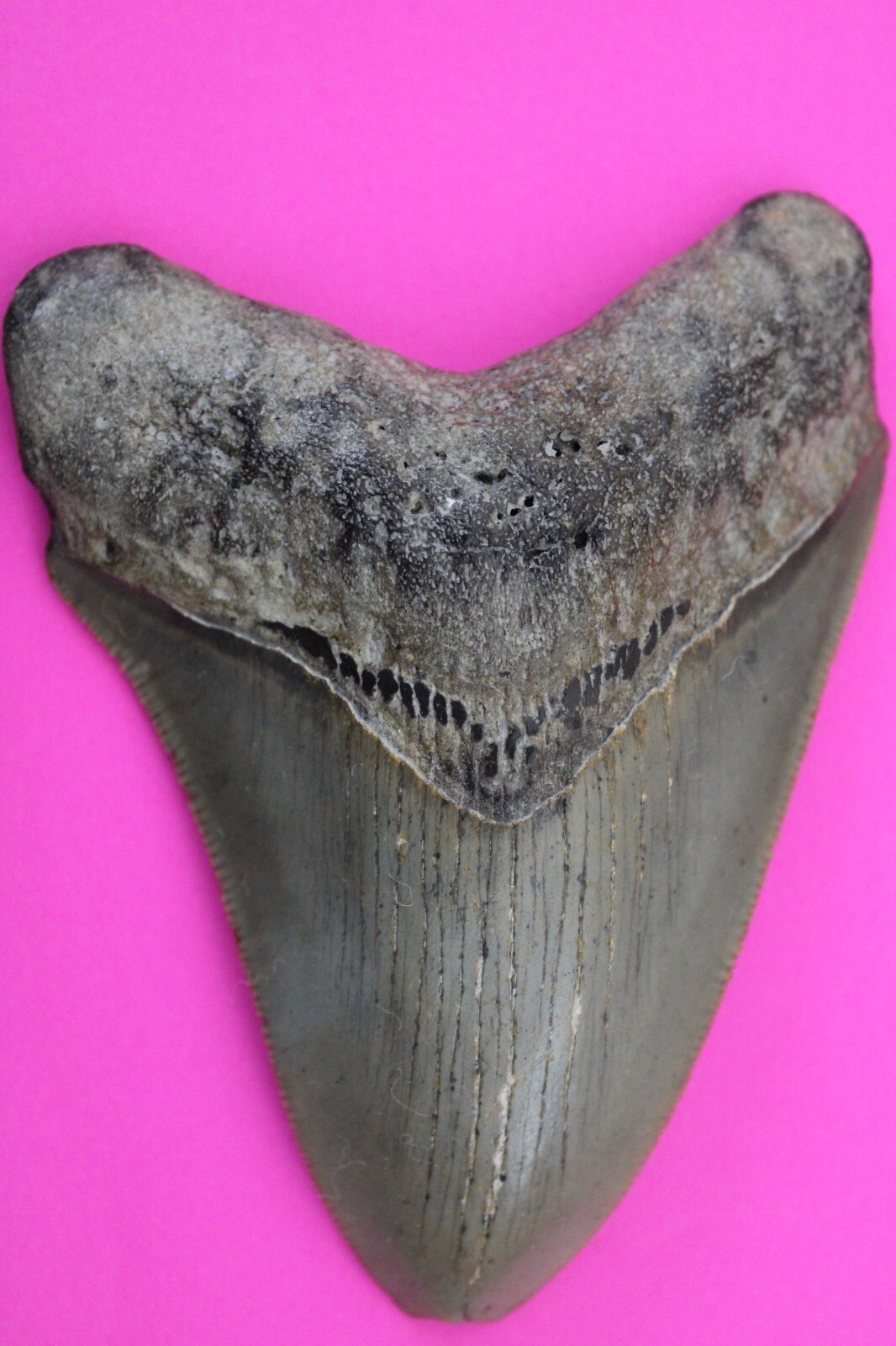 Authentic Megadolon Shark Tooth 4.11 Inches 112 Grams Fossil Dino Girl C... - $123.99