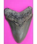 Authentic Megadolon Shark Tooth 4.11 Inches 112 Grams Fossil Dino Girl C... - $123.99