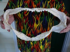 (sj390-71) 16&quot; BLUNTNOSE SIX GILL COW SHARK jaw sharks taxidermy Ichthyo... - $1,130.99