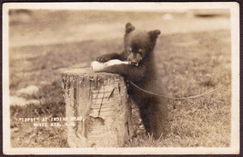 Indian Head, White Mountains NH 1924 - Bear Cub Topsy Real Photo Postcard - £9.57 GBP