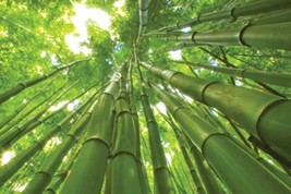 50 Giant Bamboo Seeds Privacy Plant Garden Clumping Shade Screen - $12.98