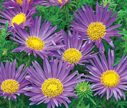 Daisy Tahoka Daisy Prairie Aster Blue Flower 150 Seeds - £3.93 GBP