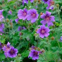 25 Pcs Himalayan Cranesbill Geranium Seeds for Garden - $10.99