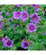 25 Pcs Himalayan Cranesbill Geranium Seeds for Garden - $10.99