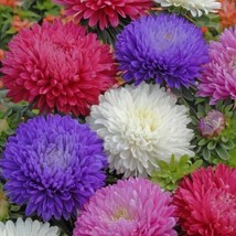 Ostrich Feather Mix Aster Seeds 50 - 500 Seeds 1231Gardening Beautiful U... - £6.37 GBP