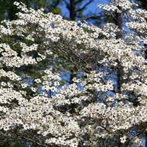 New Fresh Seeds 10 American White Flowering Dogwood Small Tree Cornus Fl... - $14.90