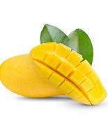 Seedling Big Manila Mango Mangifera Indica Tropical Fruit Live Tree 2Ft ... - $104.00