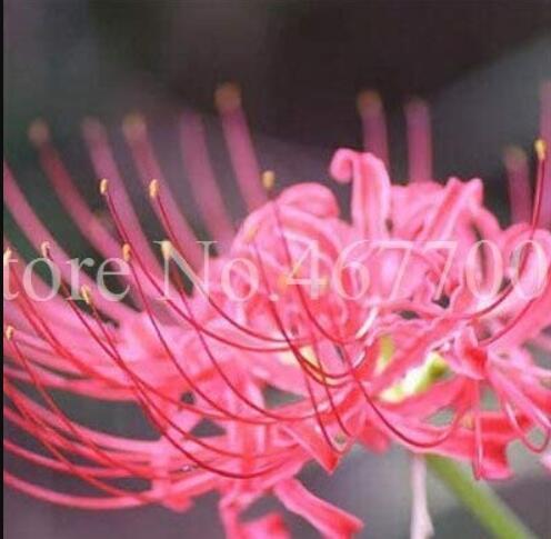100 Unidades/Bolsa Bonsai Lycoris Flor No Lycoris Foco Colores Mixtos Para Exter
