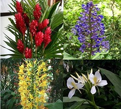 4 Hawaiian Ginger Plant Root Red Blue White Yellow D3      - £56.16 GBP