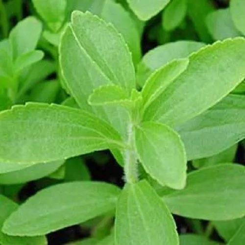 New Fresh Seeds 50 Stevia Rebaudiana Sweetleaf Sugar Herb Flower Seeds - $14.90