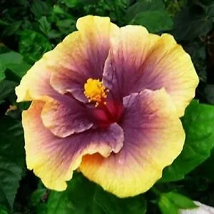 New Fresh 20 Purple Yellow Hibiscus Seeds Flowers Flower Seed Bloom - $13.58