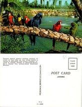Florida Tampa Anheuser-Busch Gardens Parrots Budweiser Brewery Vintage Postcard - £7.37 GBP