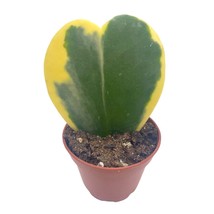 Variegated Hoya Kerrii Heart/Sweetheart Plant/Mothers Day Plant/Hoya Plant/Heart - £10.23 GBP
